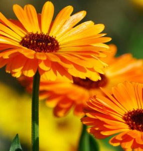 Calendula Flowers