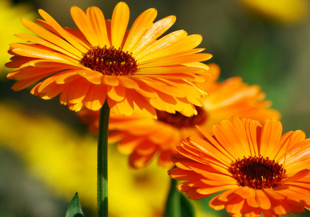 Calendula Flowers