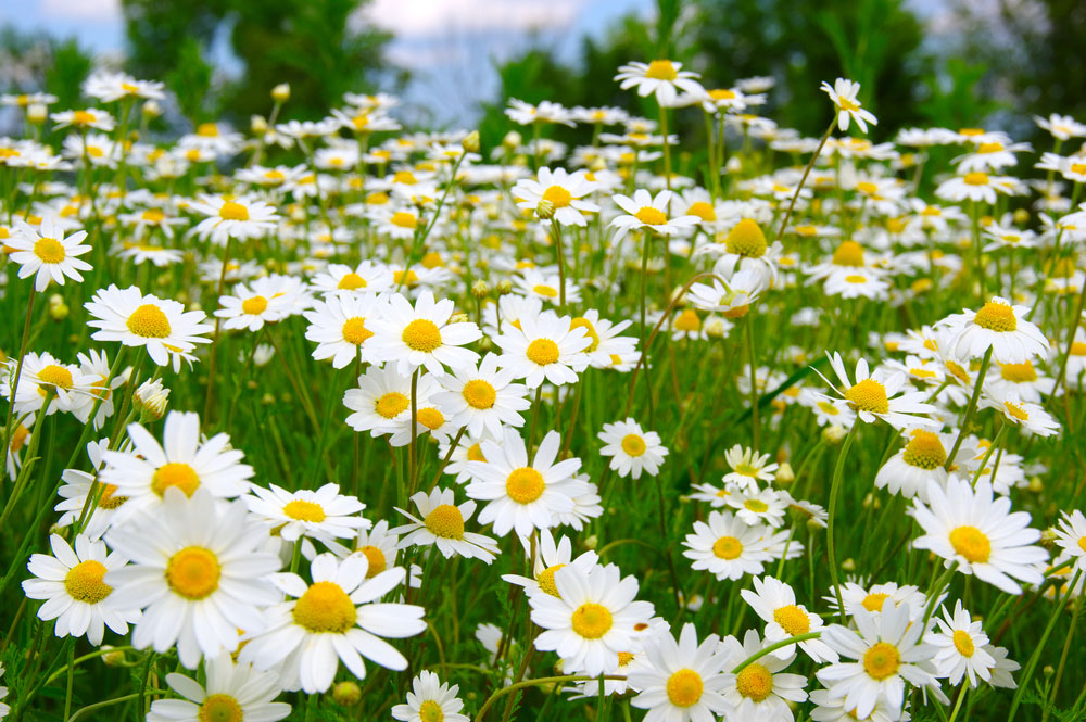 A field of camomile