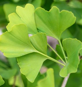 gingko plant