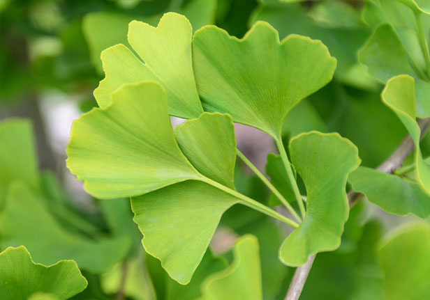 gingko plant