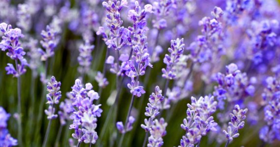 Close up of lavender flowers
