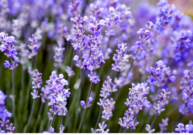 Close up of lavender flowers