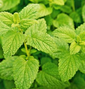 A close-up of lemon balm