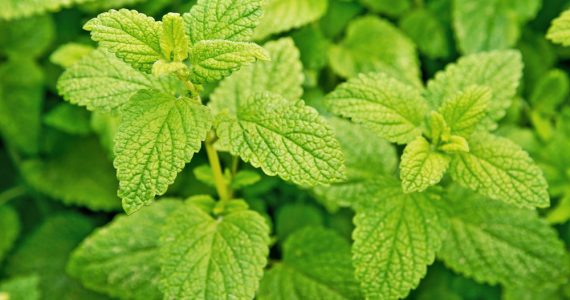 A close-up of lemon balm