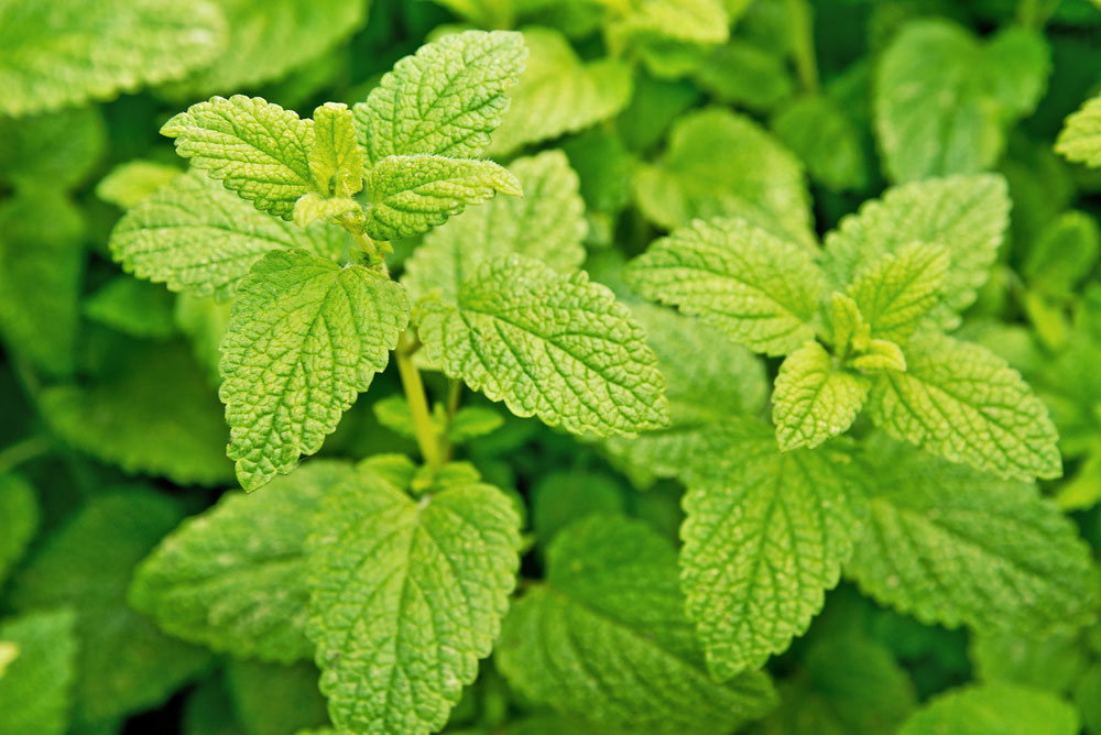 A close-up of lemon balm