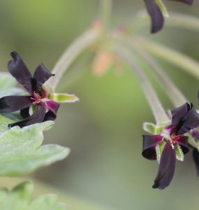 Close up of pelargonium flowers
