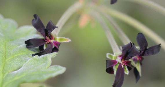 Close up of pelargonium flowers