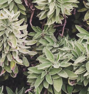 Close up of a sage plant
