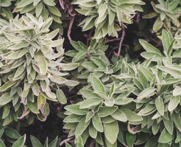 Close up of a sage plant