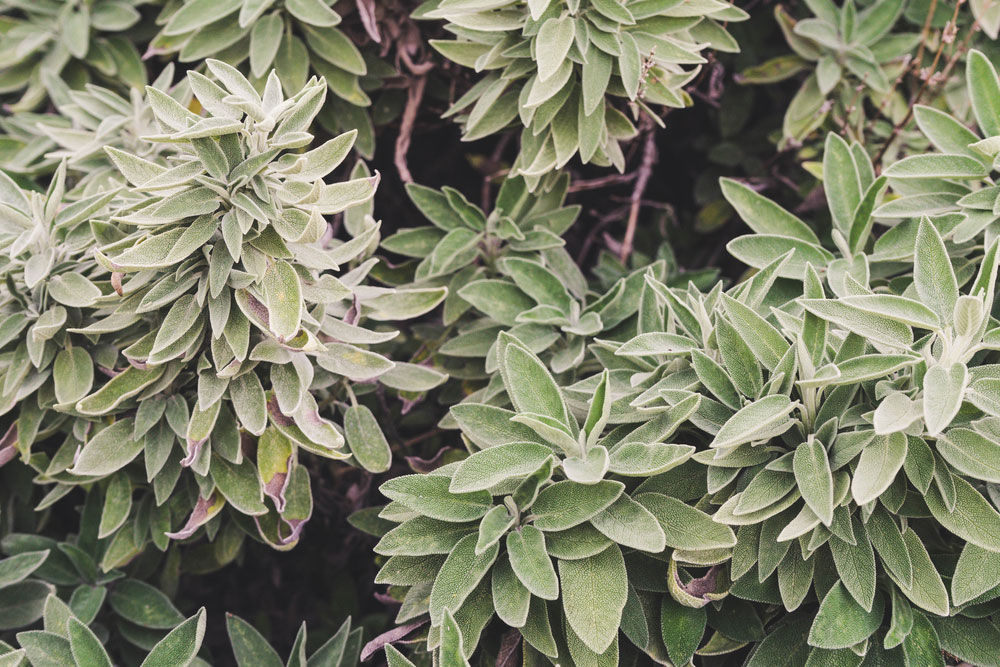 Close up of a sage plant