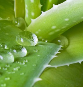 Aloe vera