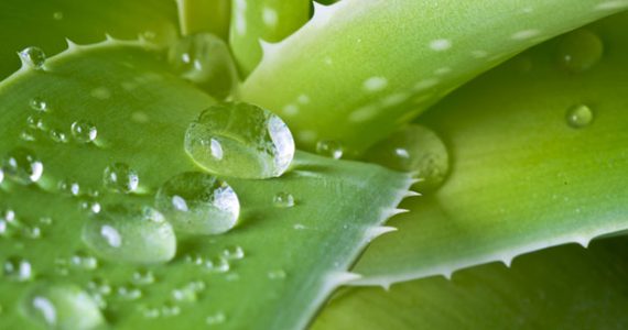 Aloe vera
