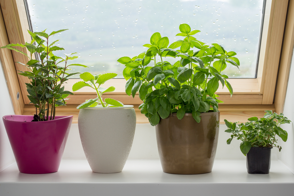 PLants in plant pots on a window sill