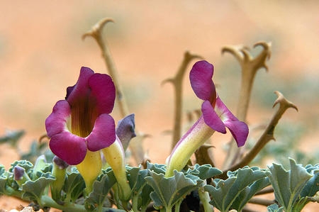 Close up of Devil's Claw flowers