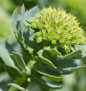 Close up of the rhodiola plant