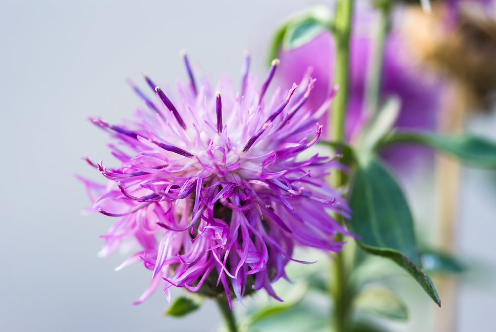 Milk thistle flower