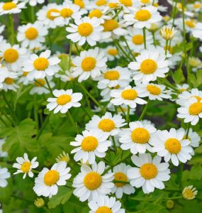 Feverfew flowers