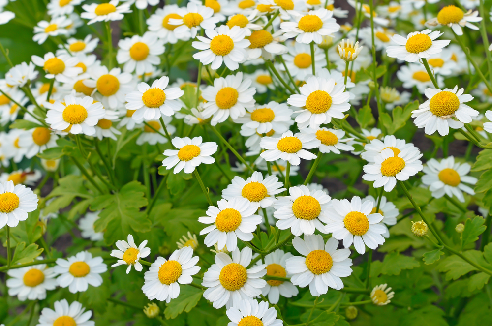 Feverfew flowers