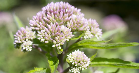 The valerian flower