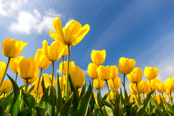 Close up of yellow tulips against a blue sky