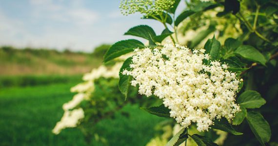 Close up of flowers and plants