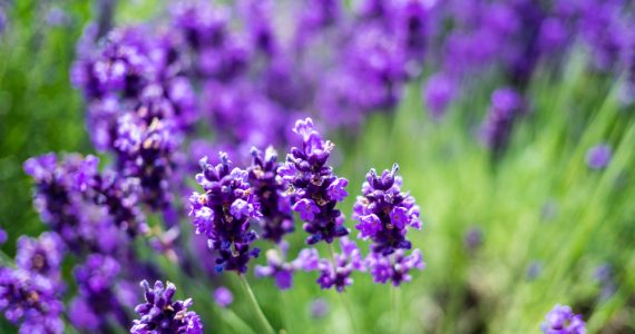 Lavender flowers