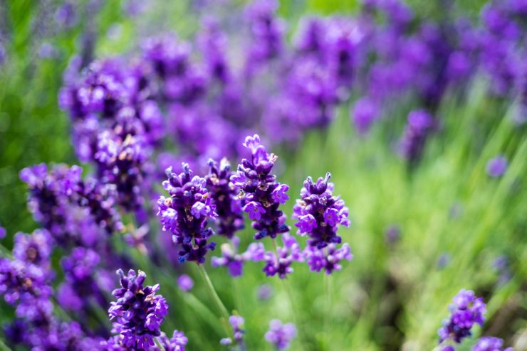 Lavender flowers