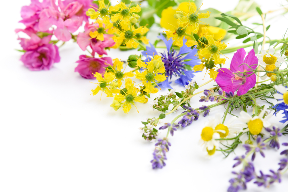 close up of a range of flowers