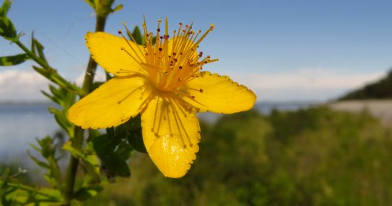 ST John's Wort flower with bright blue sky background