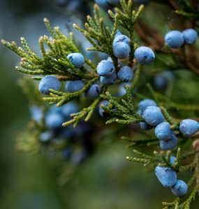 A picture of juniper berries
