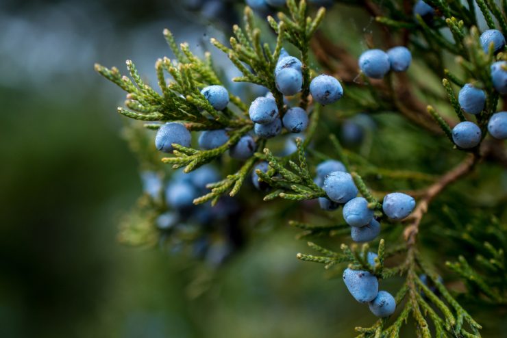 A picture of juniper berries