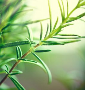 CLose up of the herb rosemary outside