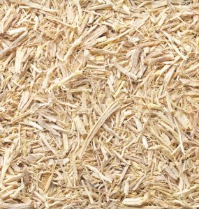 Close up of Siberian Ginseng Root
