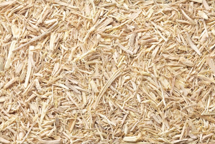 Close up of Siberian Ginseng Root
