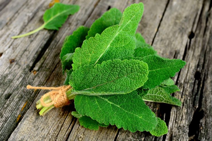 A bunch of sage leaves