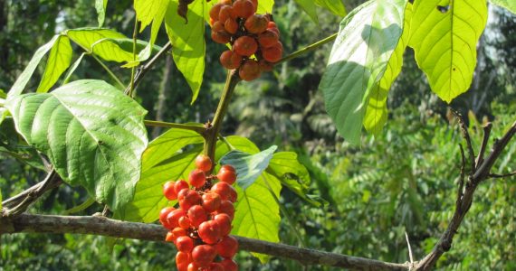 Guarana fruit and tree