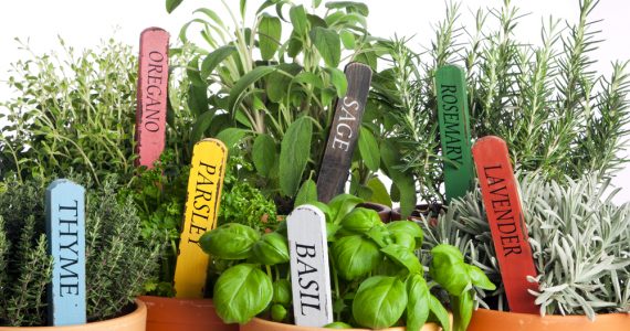 A selection of potted kitchen herbs