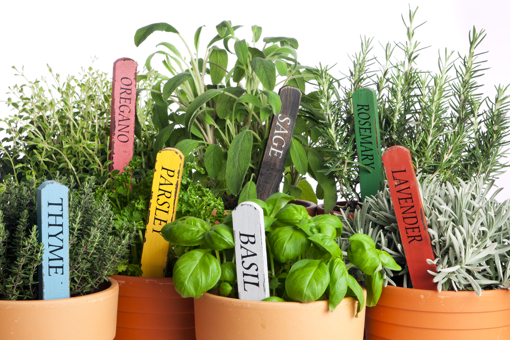 A selection of potted kitchen herbs