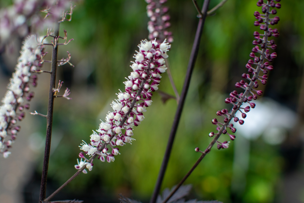 Close up of Black Cohosh Flowers