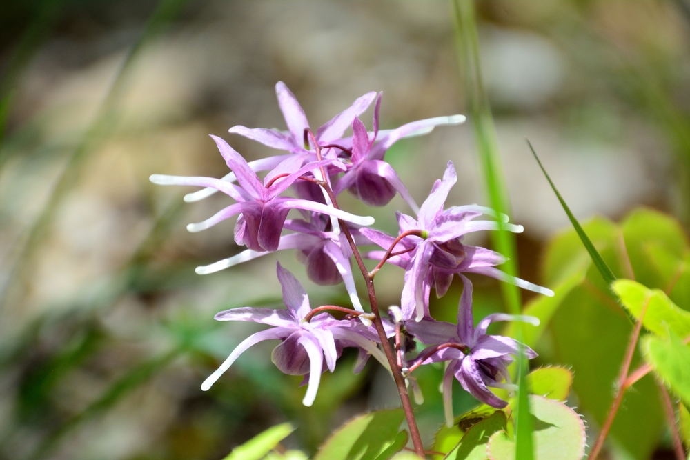 Close up of Horny Goat Weed flowers
