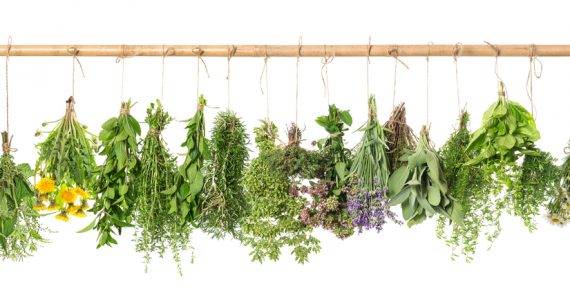 A range of herbs hanging up and drying