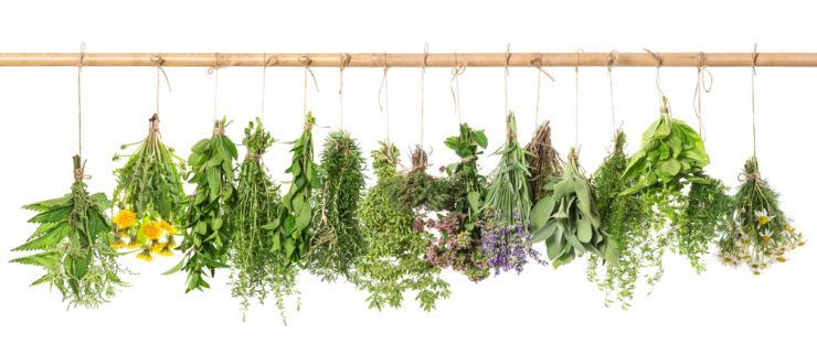 A range of herbs hanging up and drying