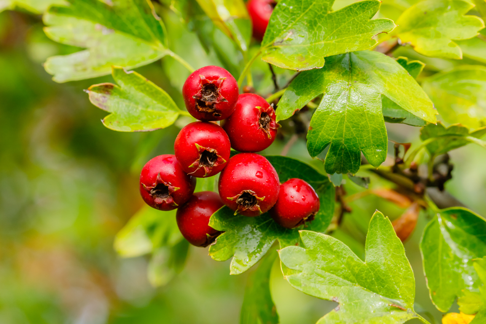 hawthorn berries