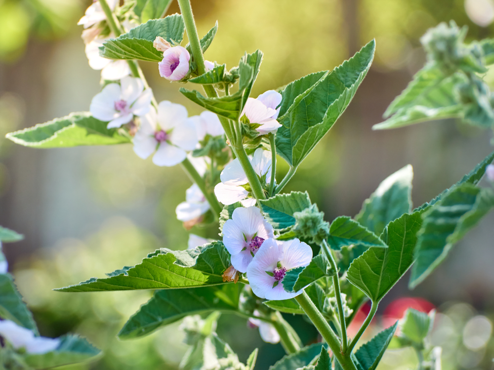 Marshmallow plant and flowers
